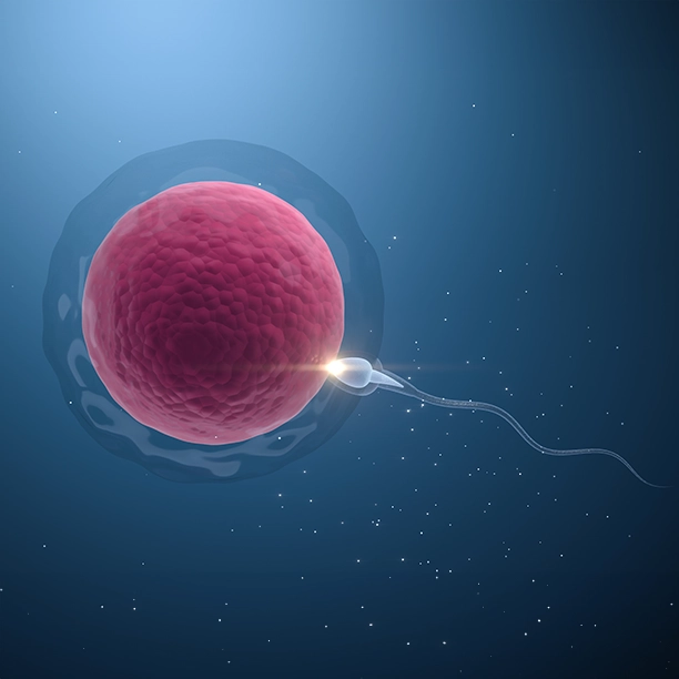 ivf Treatment 