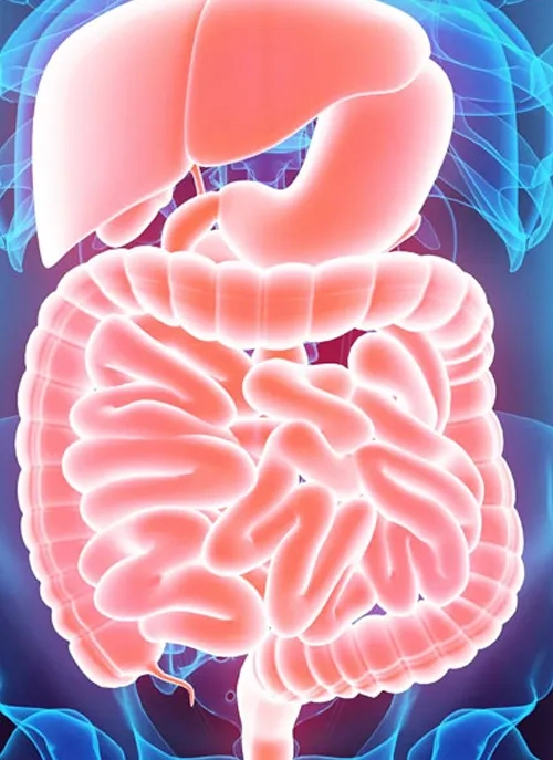 Illustration representing Gastroenterology and Hepatology services